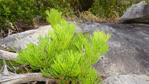 Sweet Hakea (Hakea drupacea)