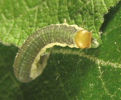Euura longiserra