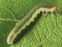 Euura longiserra