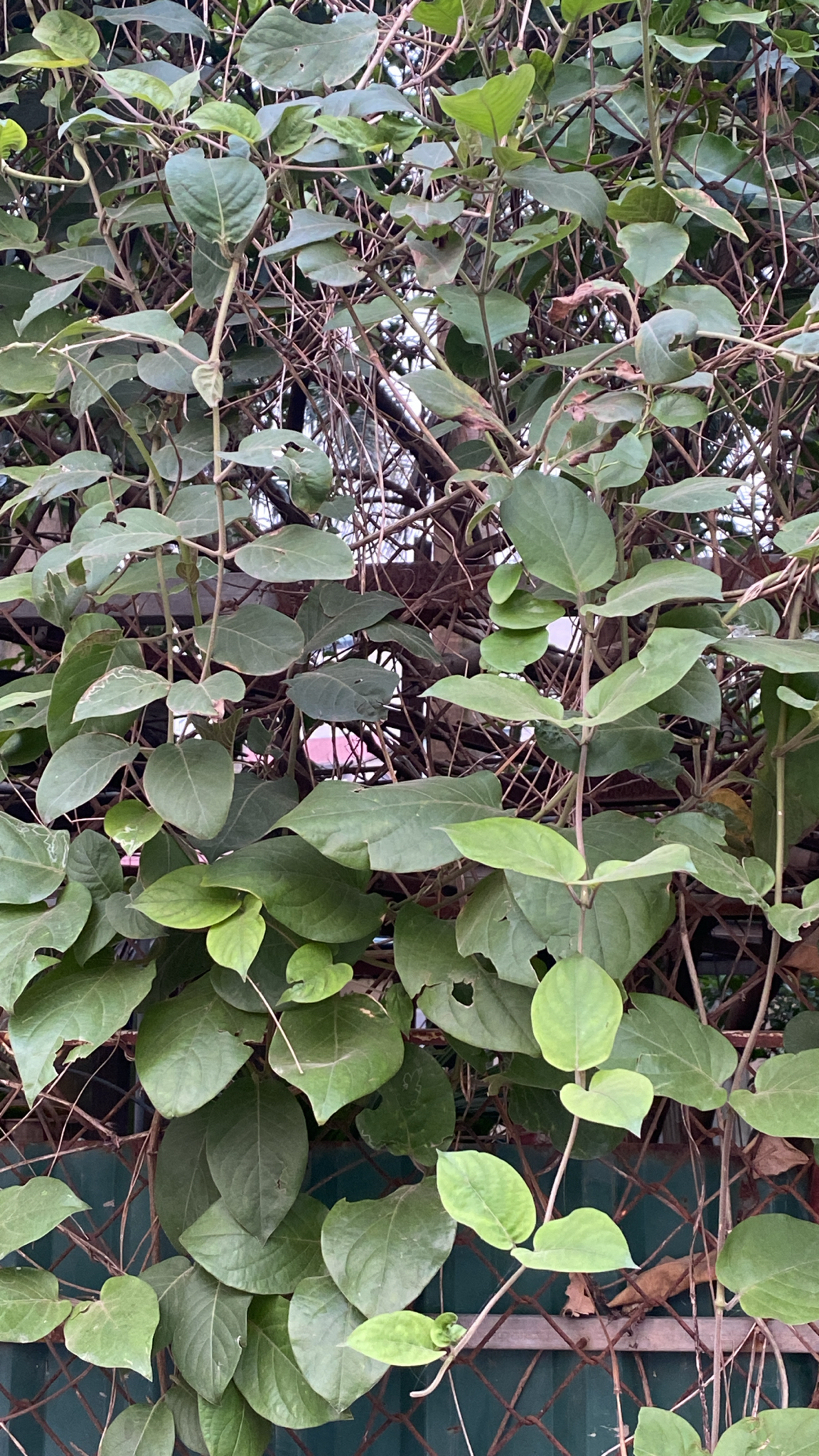 Paederia foetida (Paederia foetida)