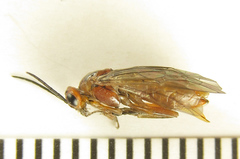 Euura longiserra
