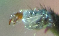 Euura longiserra