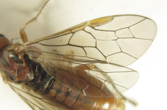 Euura longiserra