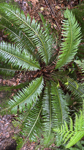 Fishbone water-fern (Blechnum nudum)