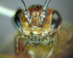 Euura longiserra