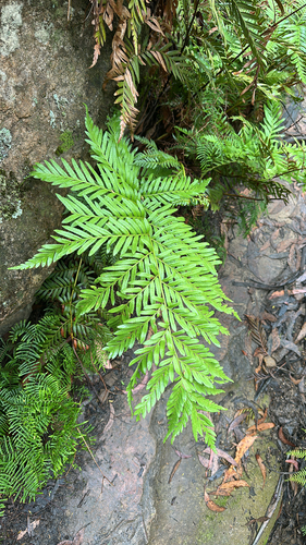 king fern (Todea barbara)