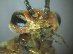Euura longiserra