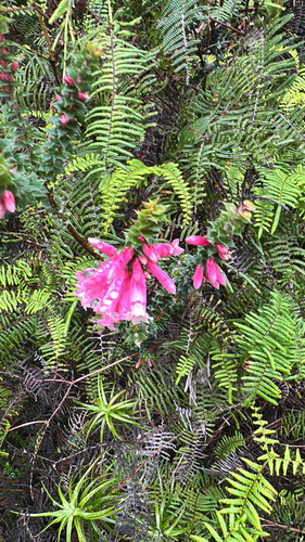 fuchsia heath (Epacris reclinata)