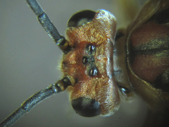 Euura longiserra