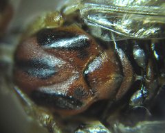 Euura longiserra