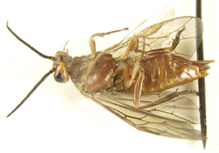 Euura longiserra