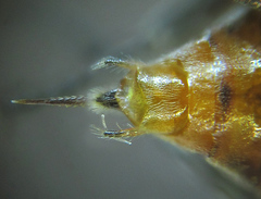 Euura longiserra