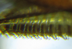 Euura longiserra