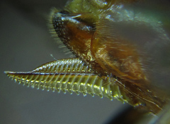 Euura longiserra