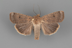 Abagrotis orbis