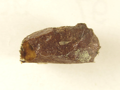 Euura longiserra