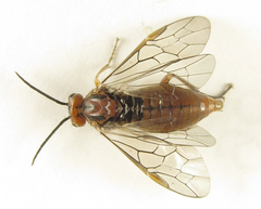 Euura longiserra