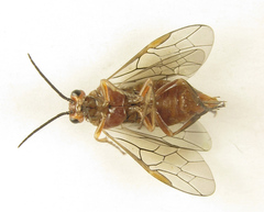 Euura longiserra