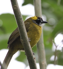 Pycnonotus penicillatus