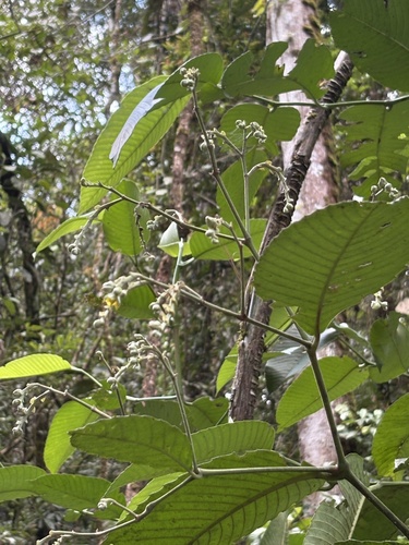 Schumacheria castaneifolia observed 2026-04-05
