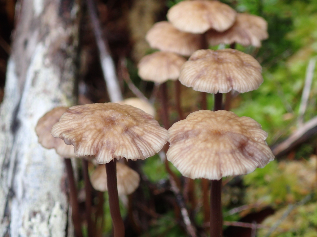 Laccaria masoniae · April 2026 · photo: © fuligogirl (iNaturalist, cc-by)