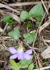 Viola langloisii