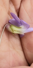 Viola langloisii