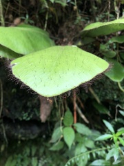 Elaphoglossum crinitum
