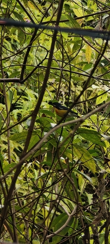 Prionochilus plateni observed 2026-04-06