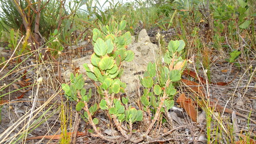 Camphor Storksbill (Pelargonium betulinum)