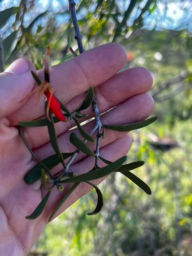Harlequin Mistletoe (Lysiana exocarpi)