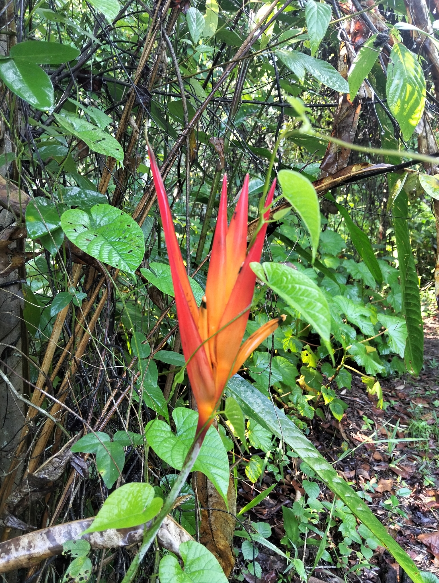 Heliconia psittacorum