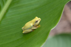 Heterixalus betsileo