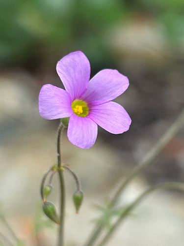 Star Sorrel (Oxalis stellata)