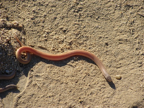 Sonora straminea
