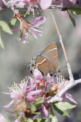Callophrys spinetorum