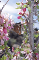 Callophrys spinetorum