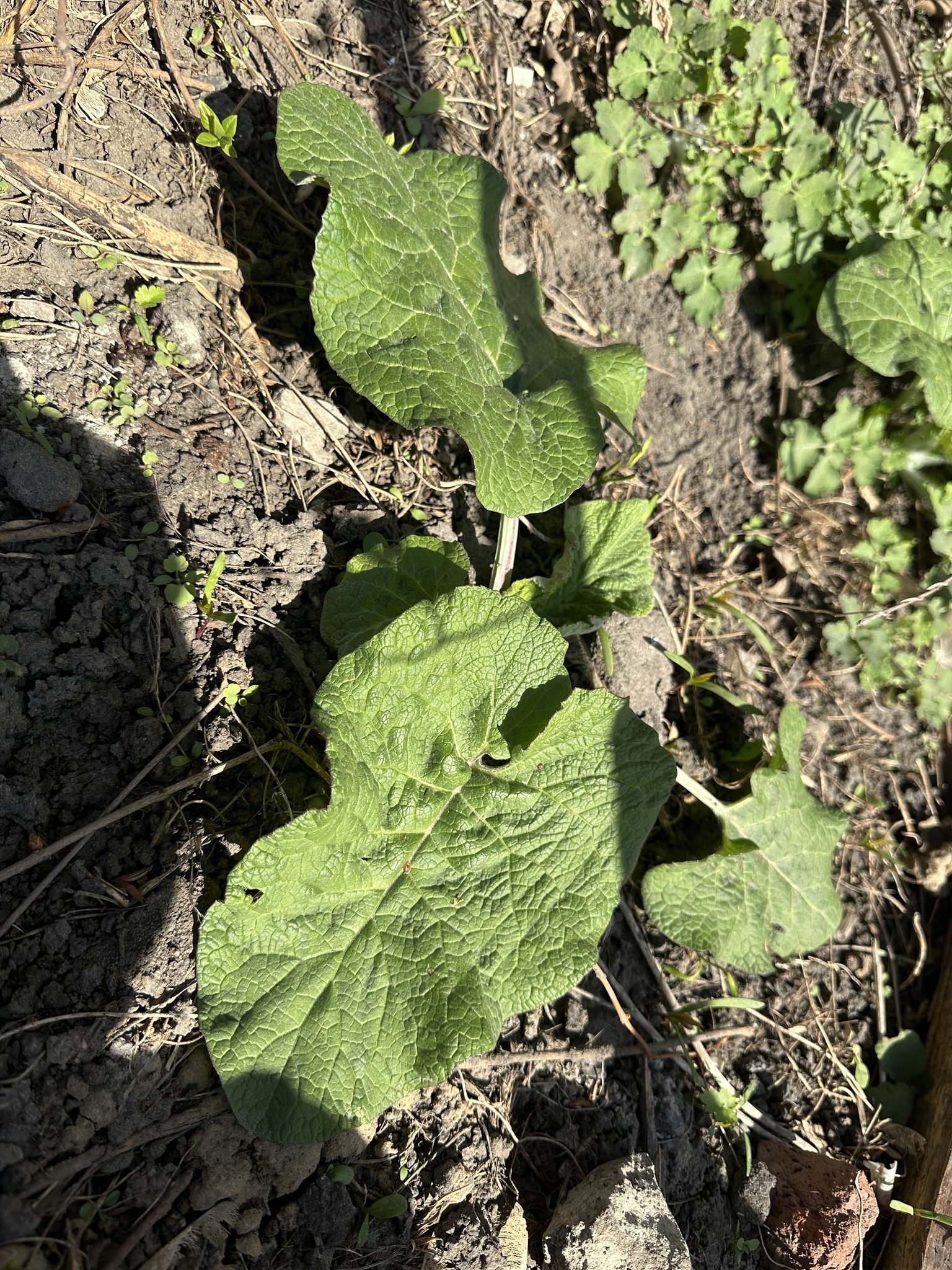 Woolly Burdock (Arctium tomentosum)