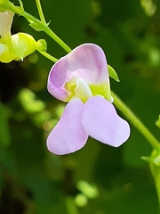 Phaseolus vulgaris