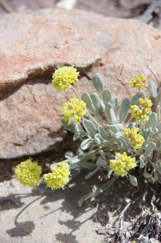 Alexander's buckwheat (Eriogonum ochrocephalum var. alexandrae)