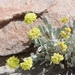 Eriogonum alexanderae - Photo (c) Janel Johnson, algunos derechos reservados (CC BY-NC), subido por Janel Johnson