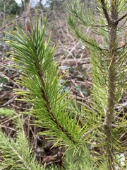Pinus contorta contorta