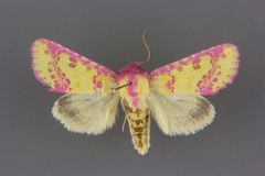 Psectrotarsia suavis