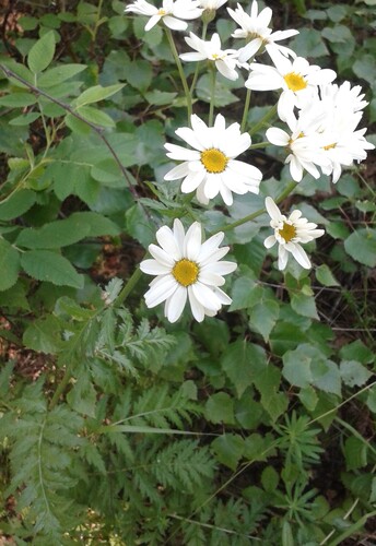 Scentless Feverfew (Tanacetum corymbosum)