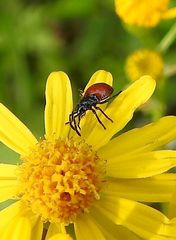 Oxycarenus