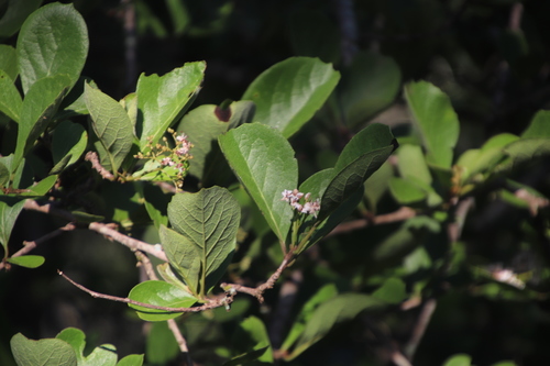 Ehretia amoena image