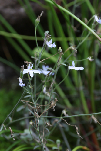 Hairy Lobelia (Lobelia pubescens)
