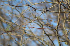 Polioptila melanura