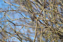 Polioptila melanura