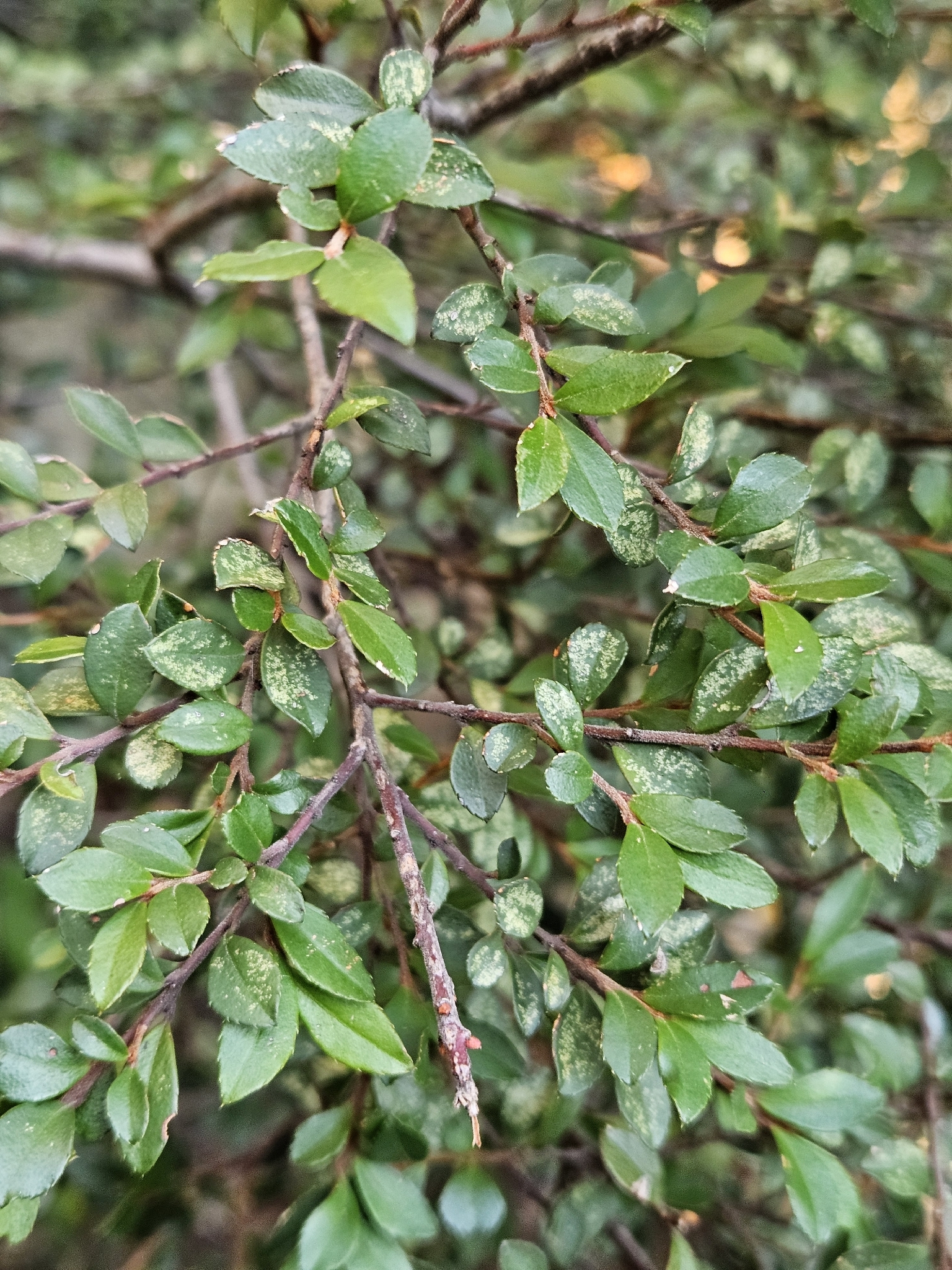 Myrsine Africana (Myrsine africana)